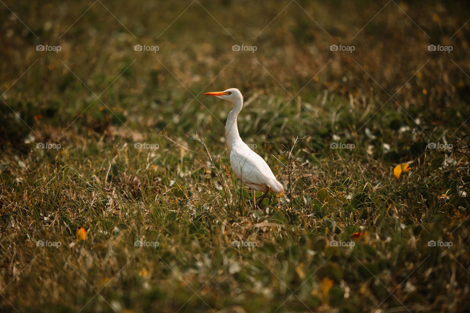 White egret in field 