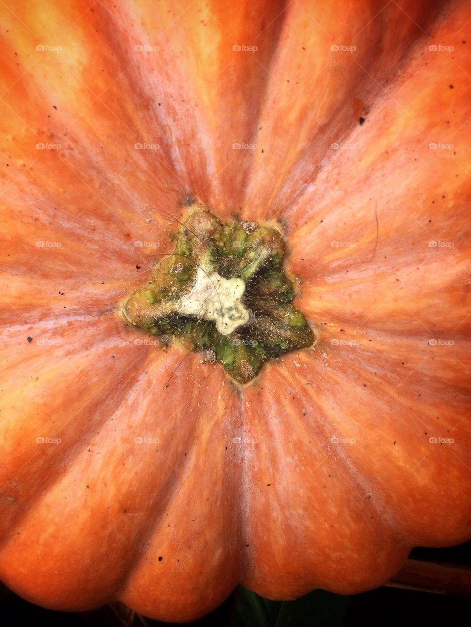Pumpkin