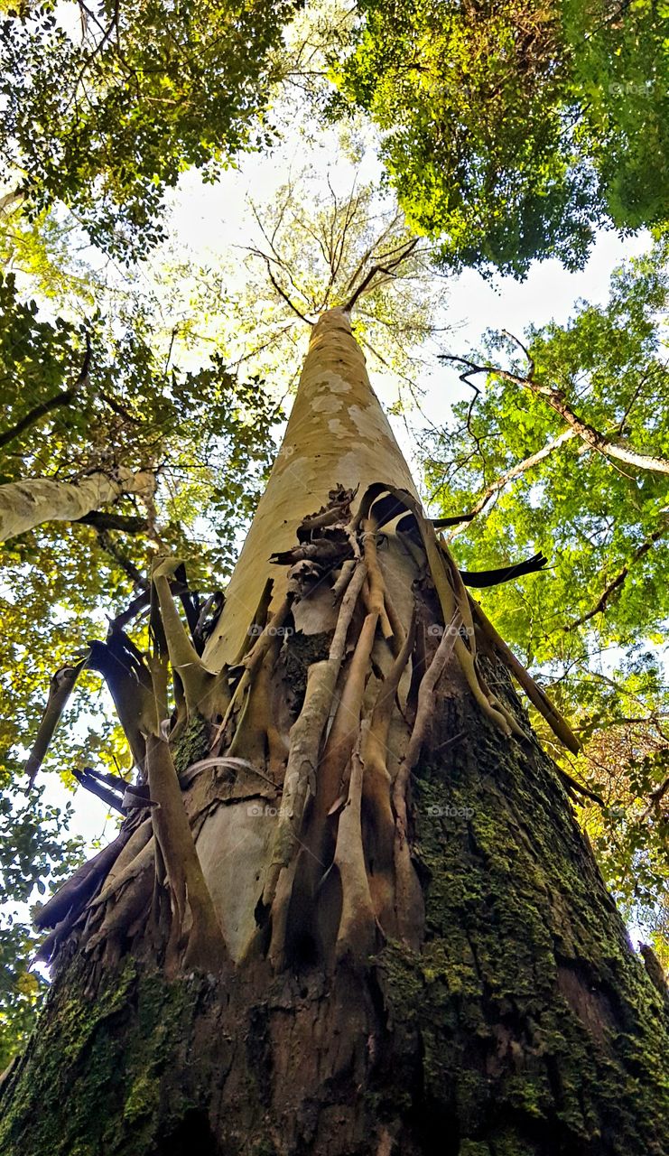 Árvore centenária- Tree