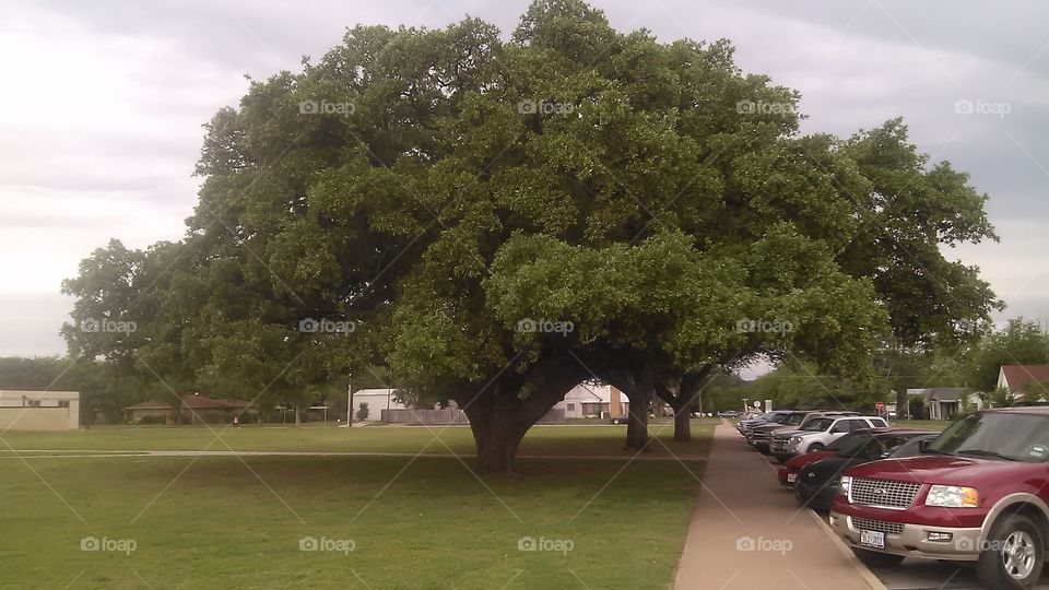 karate kid tree. the tree looks like the trees on the movie karate kid