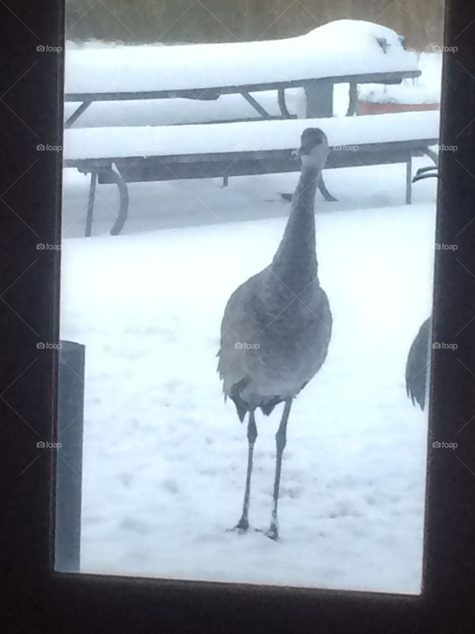 It’s time to fly south - winter is here