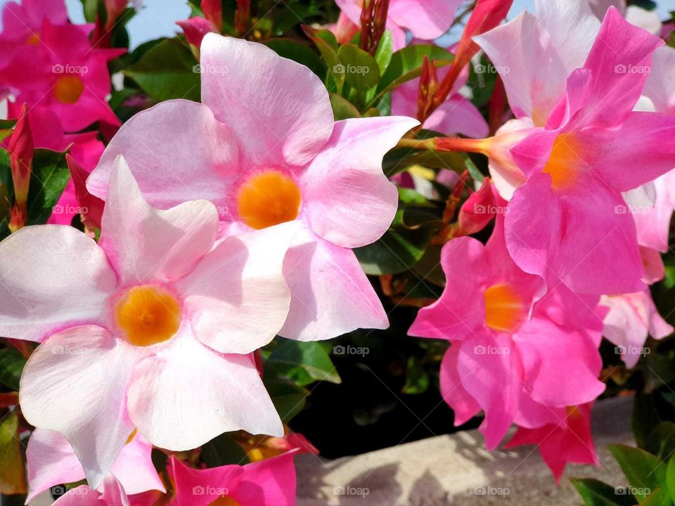 Flowers#blossom#colors#pink#nature