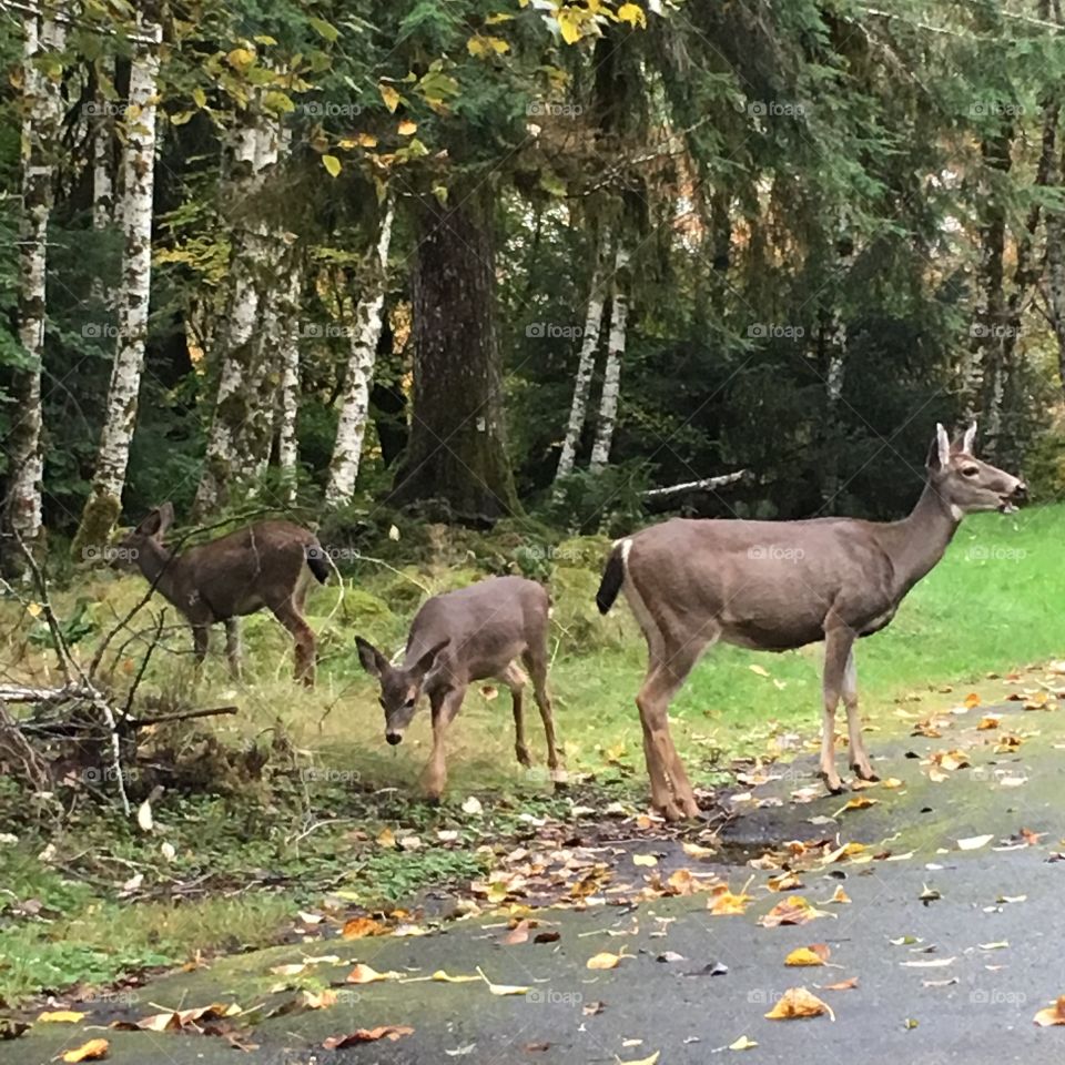 Foraging in Olympic National Park 