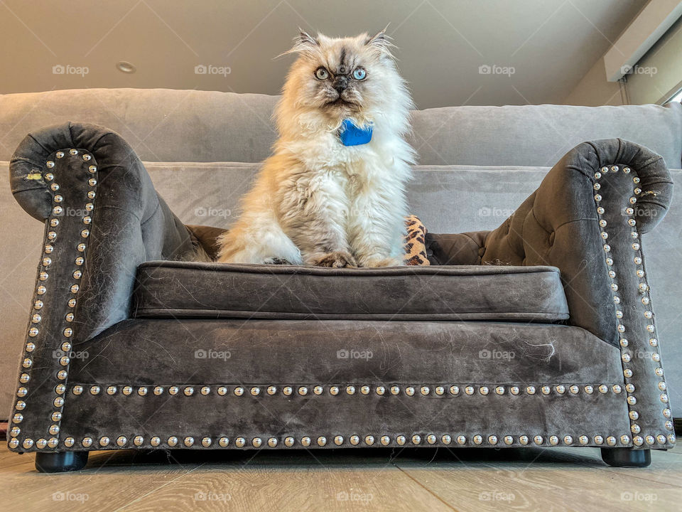Low angle view of a Persian cat sitting on pet furniture 