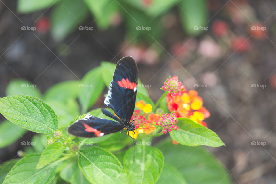 Black and orange butterfly on flower
