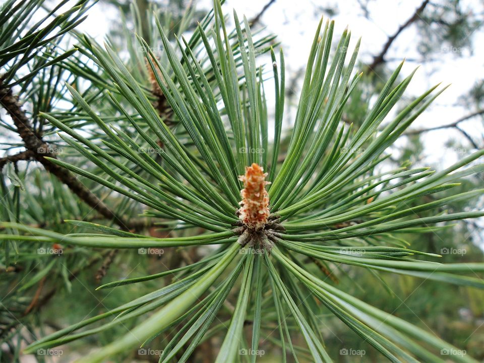 pine tree flower
