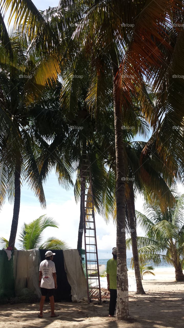 Climbing for Coconuts