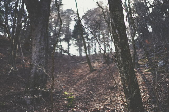 Forests of Mitakesan. Dark woods of Mt Mitake
