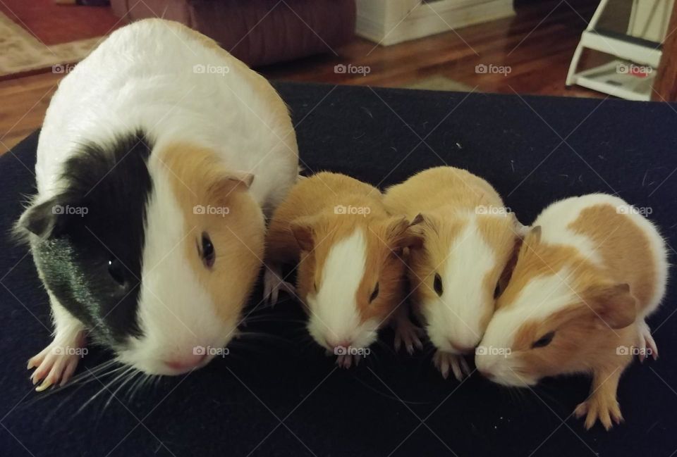 Mom and babies guinea pigs