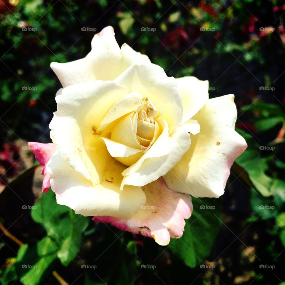 Very beautiful flowers to embellish the morning that appears this Sunday.  Cheer the nature! / Flores muito bonitas para embelezar a manhã que surge neste domingo. Viva a natureza!