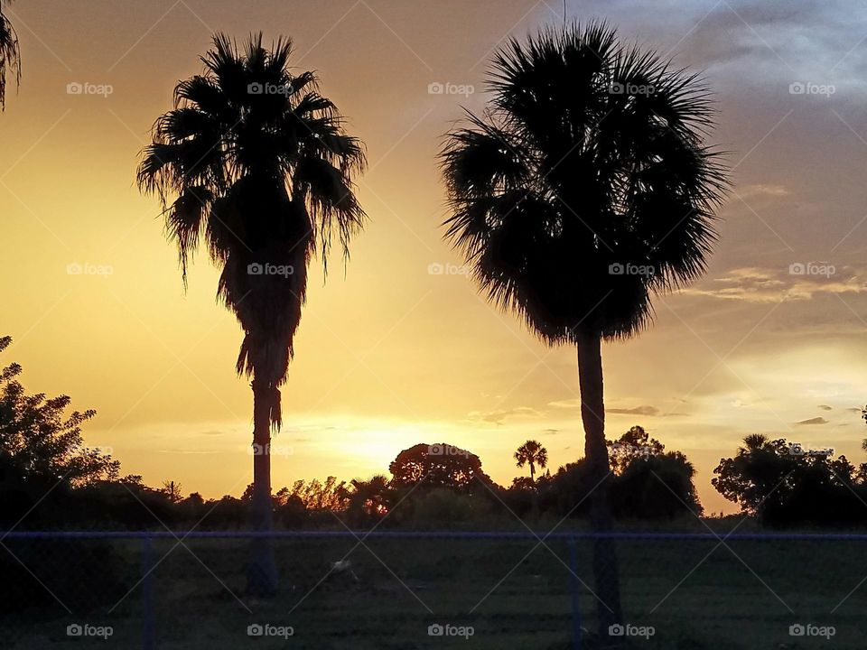 Two Palm Trees at Sunset