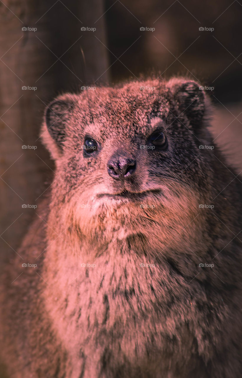 Hyrax