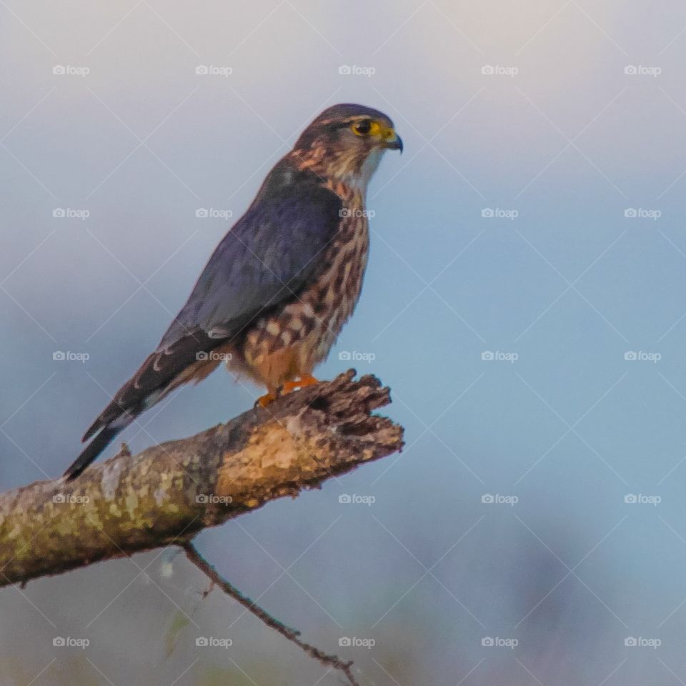 American Kestral