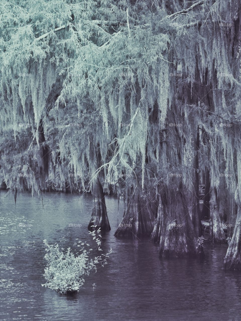 View of spooky trees