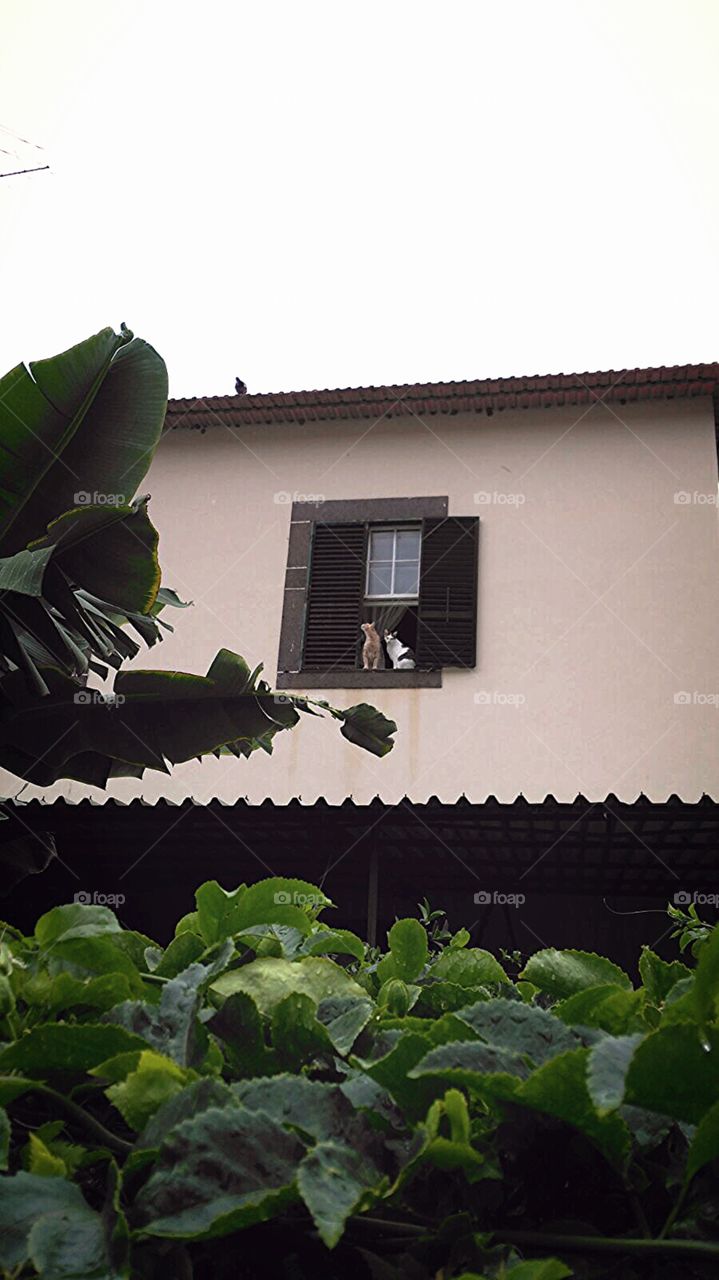 Cats on a window