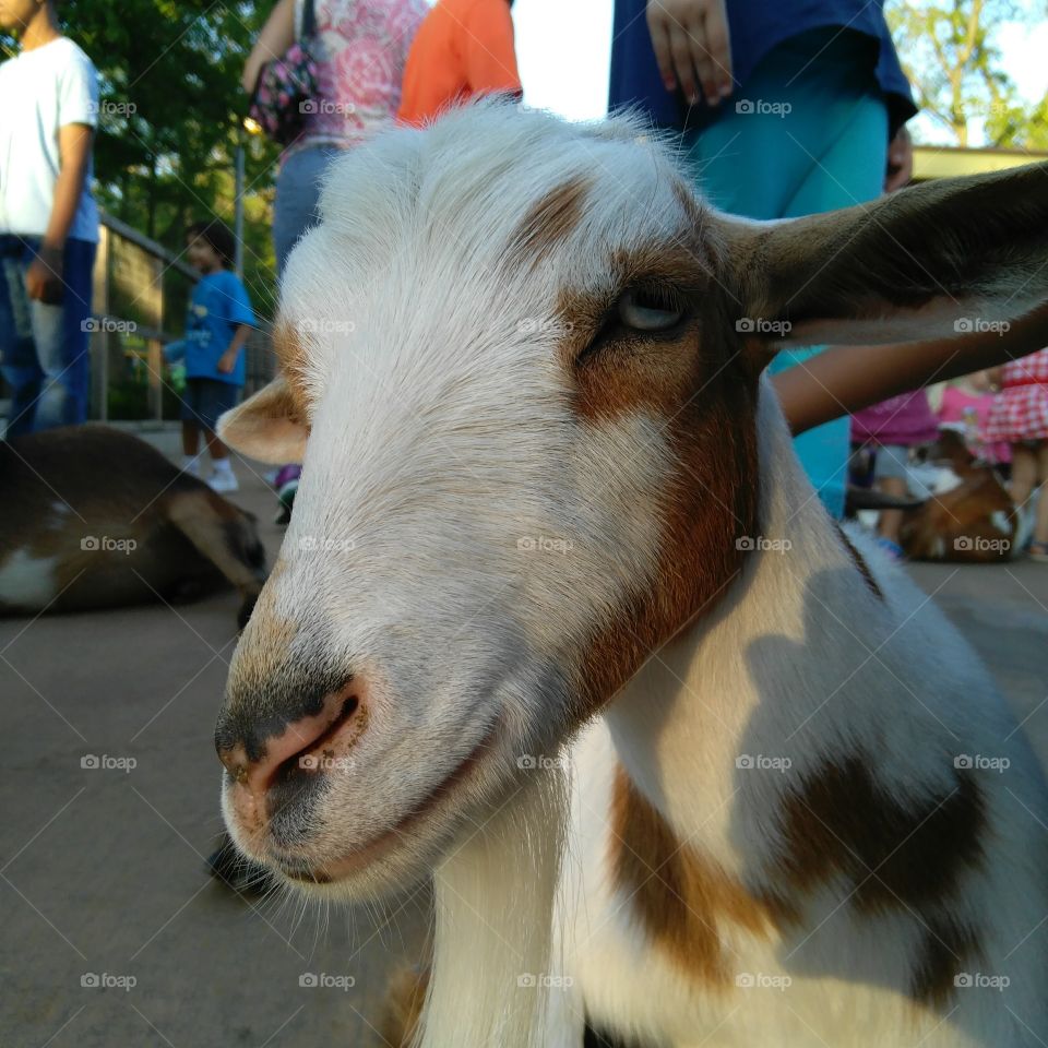 It’s a goat.
