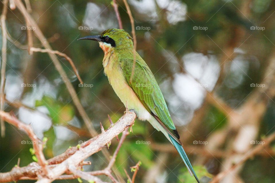 Birds teach a great life lesson. All you have to do is listen to their song. And The bird is powered by its own life