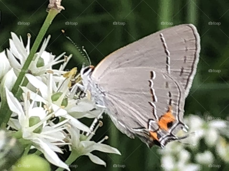 Lovely butterfly or moth on flower