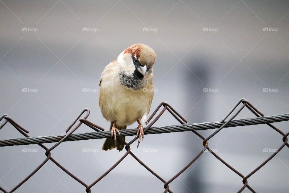 A sparrow on a wire fence