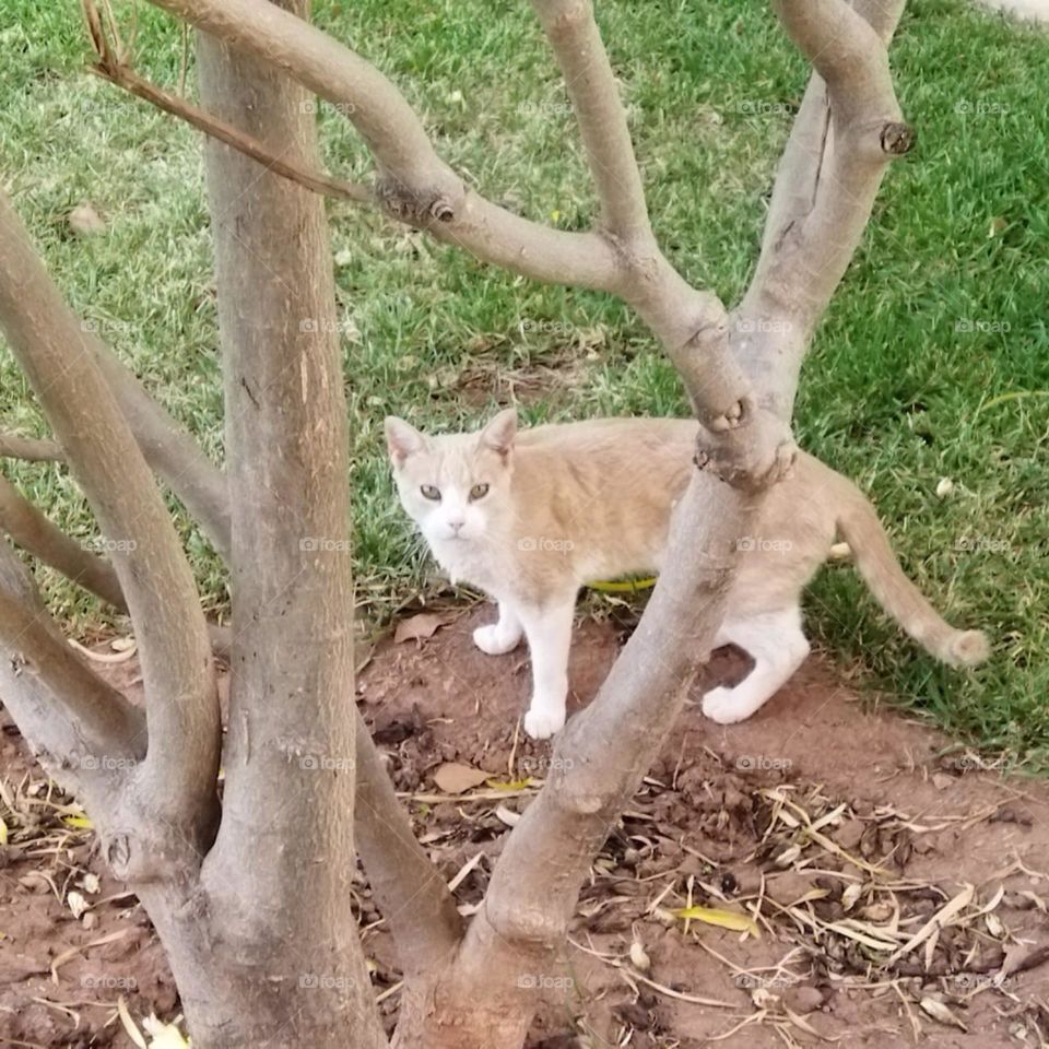 Beautiful cat looking at camera.