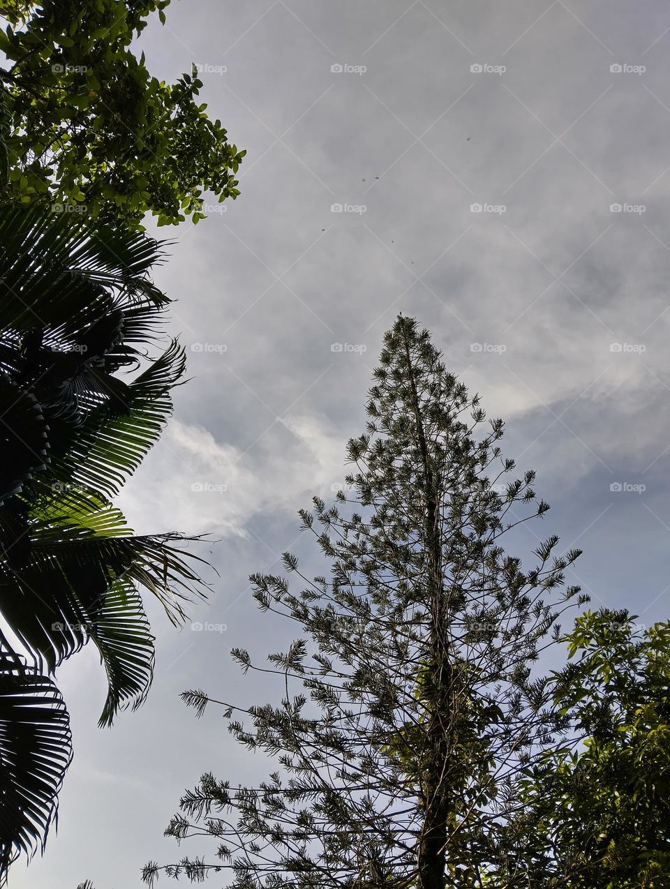 Tree with shining sky