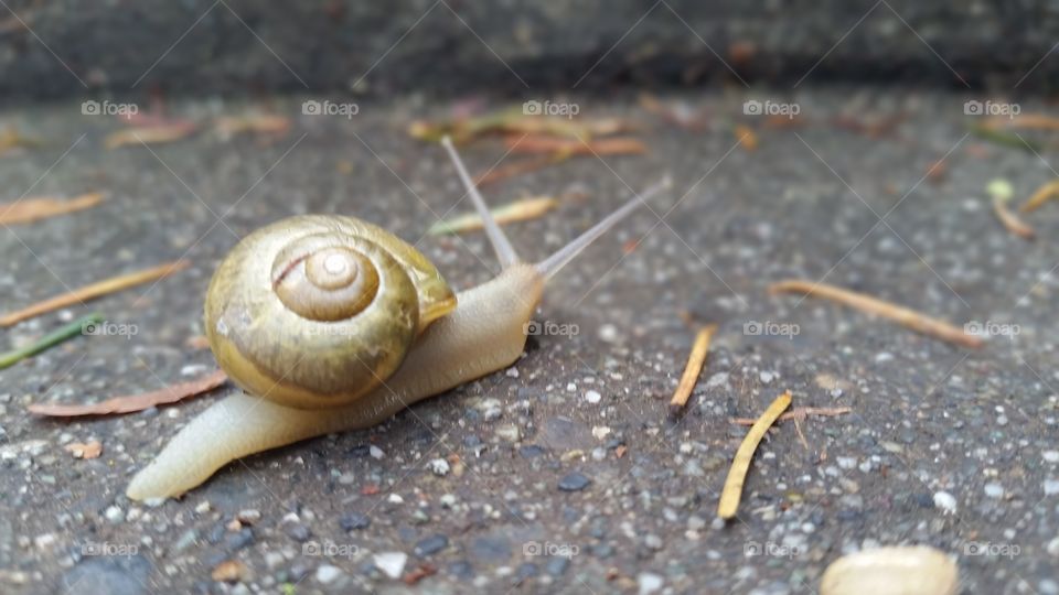 slow snail