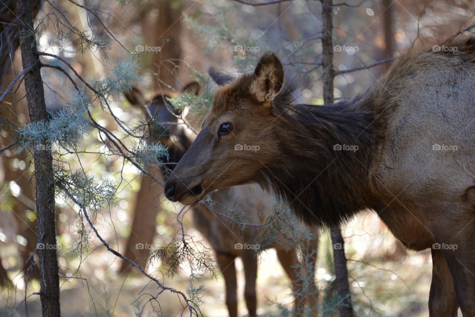 Elk in Pine, AZ