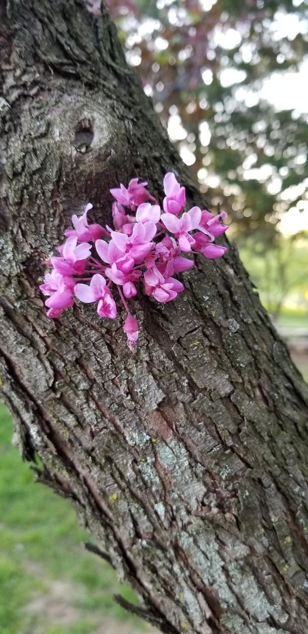 Bloom