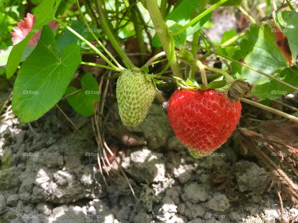 Strawberry plant with one ripe berry and one still white berry