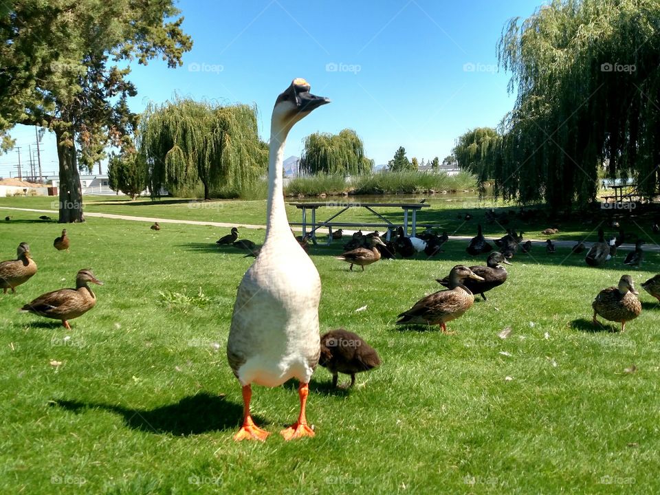 Goose amongst the Ducks