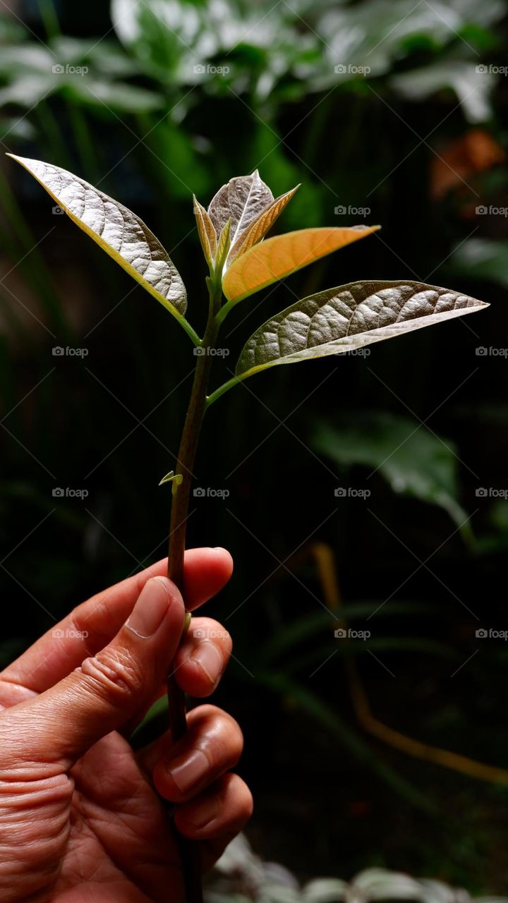 The avocado is a medium-sized evergreen tree in the laurel family. It is native to America and was first domesticated by Mesoamerican tribes more than 5,000 years ago