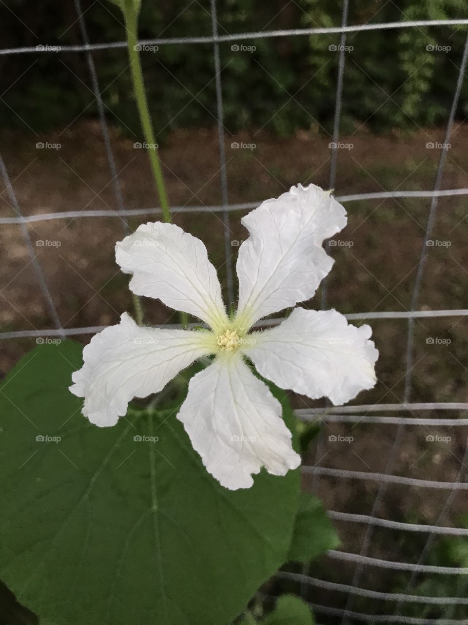 Our first bloom on our gourd plants!