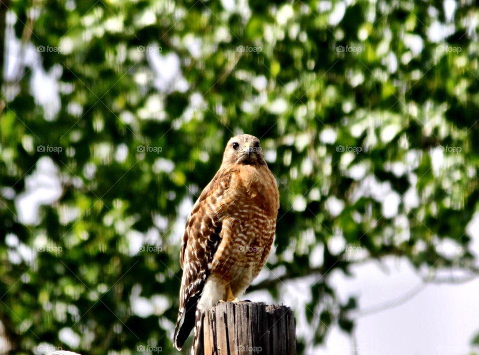 Hawk Closeup