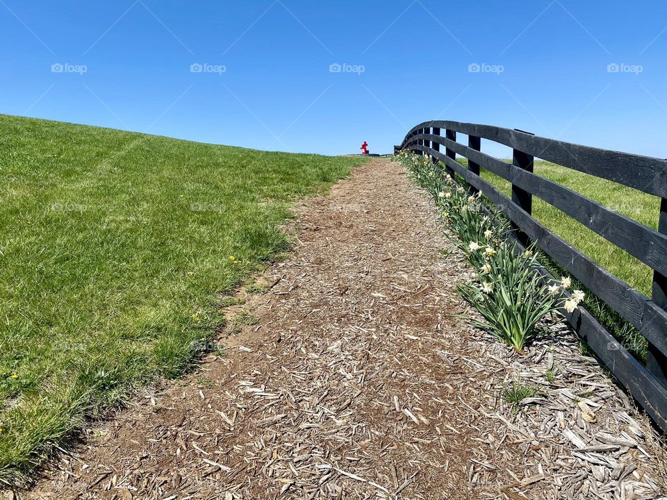 A black painted fence lined by daffodils separating a field from a walking path