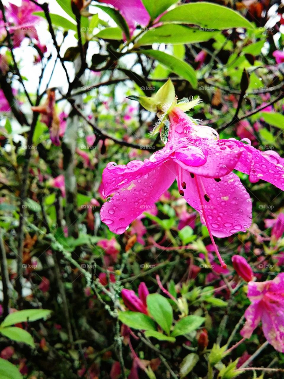 Azaleia molhada da chuva fresca arrebatadora.