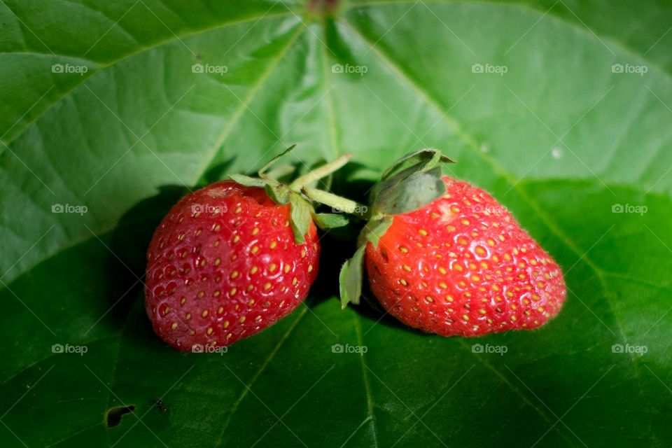 Strawberry on the leaf
