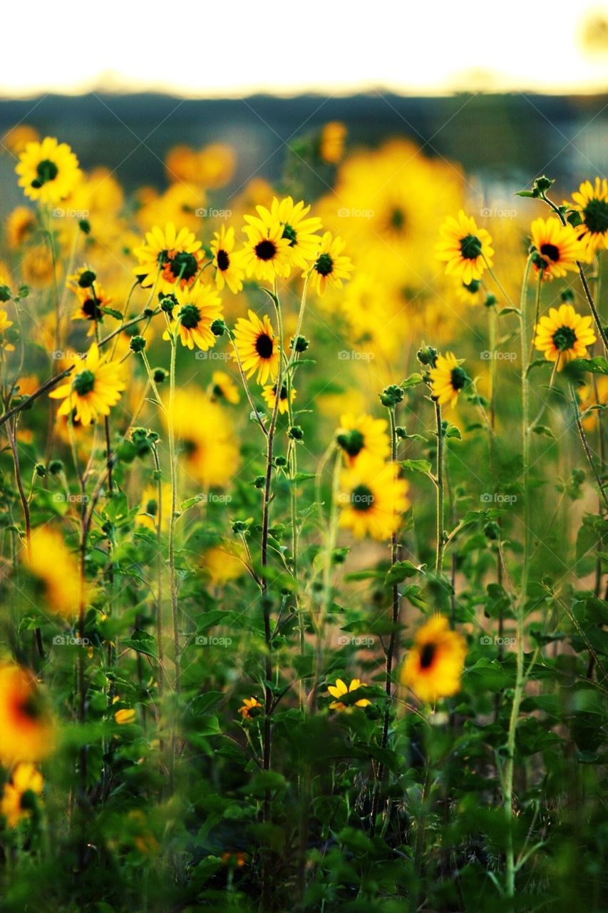 Sunflowers