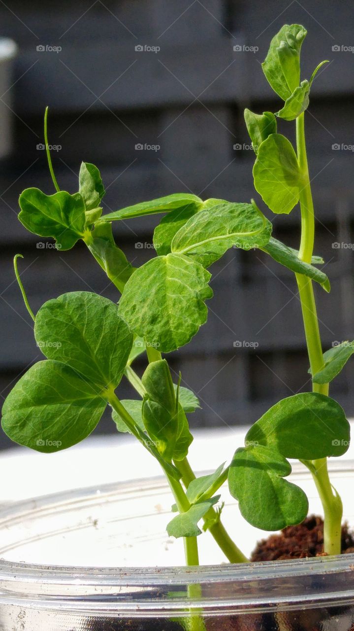 little green plants growing in the kitchen garden