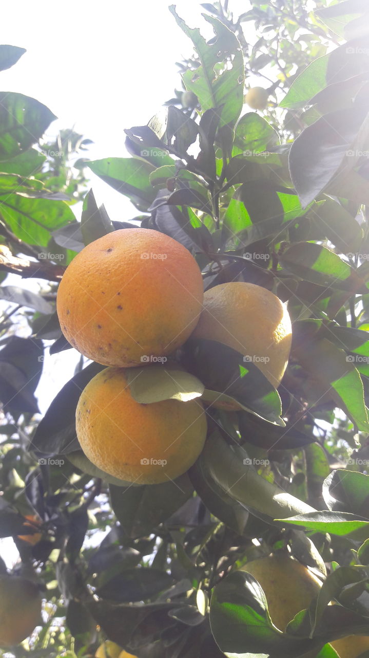 Oranges in the sunlight