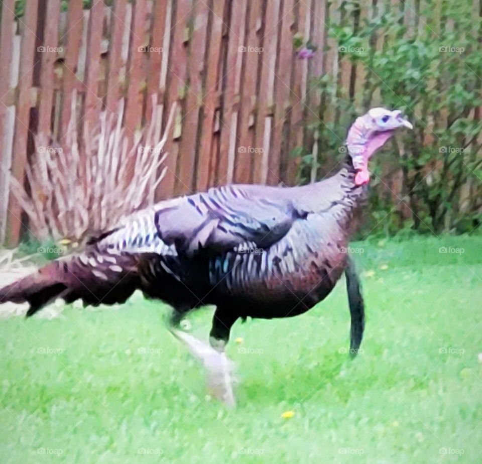 wild Turkey