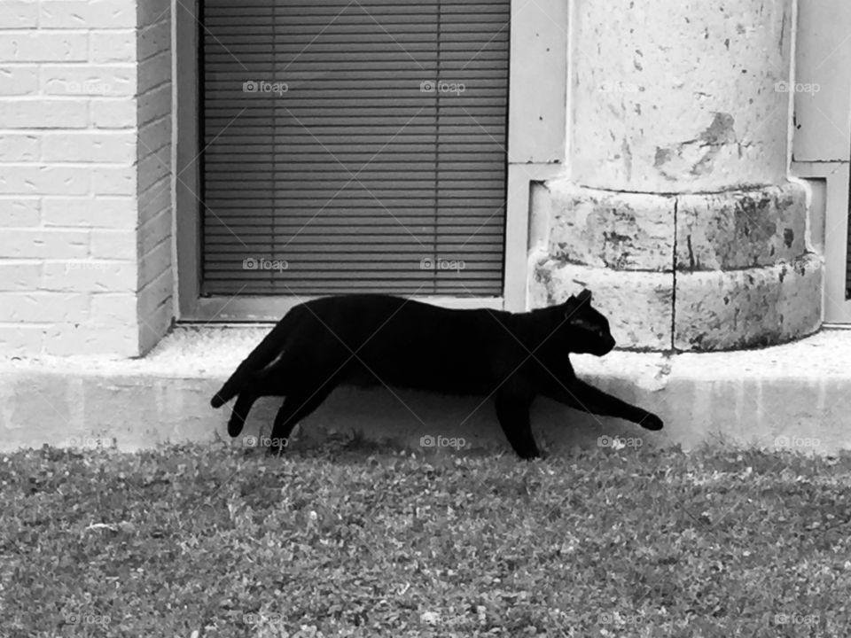 Black Cat Stroll