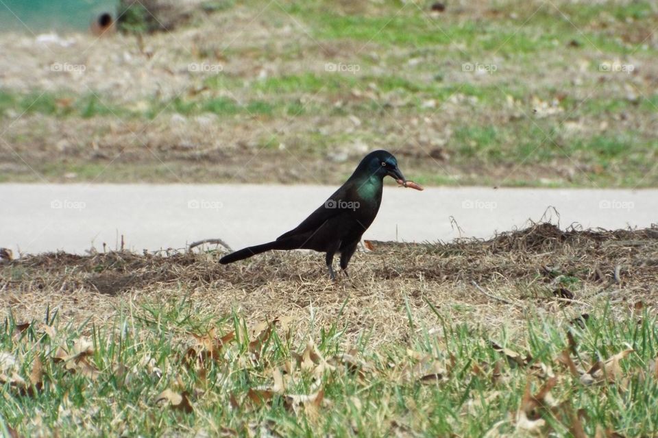 Magpie eating a worm