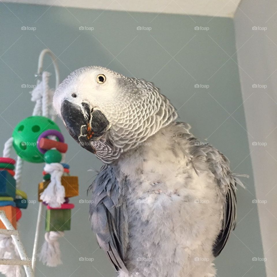 African Grey Parrot