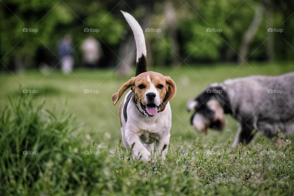puppy