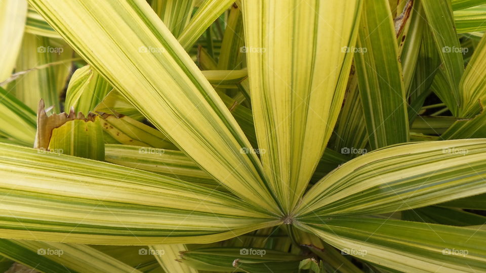 yellow variegated raphis Palm