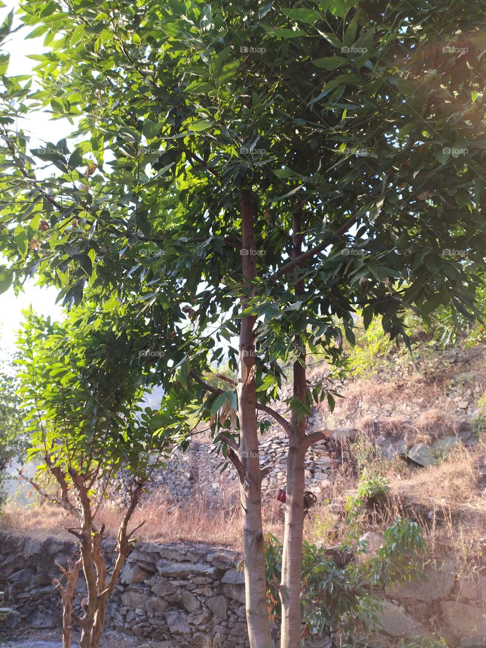 Bay leaf tree in our garden in the village