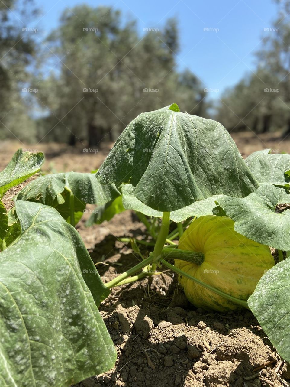 A vibrant pumpkin nestles beneath broad green leaves in a sunlit field, surrounded by olive trees. The earthy tones and natural setting exude a rustic charm, capturing the essence of countryside harvest and serene rural life.