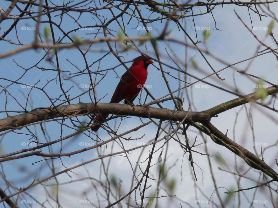 Red cardinal bird on spring branch blue sky