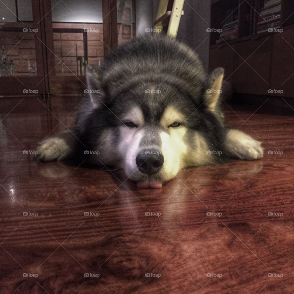 Blaaaaa. Dog sleeping with funny face 