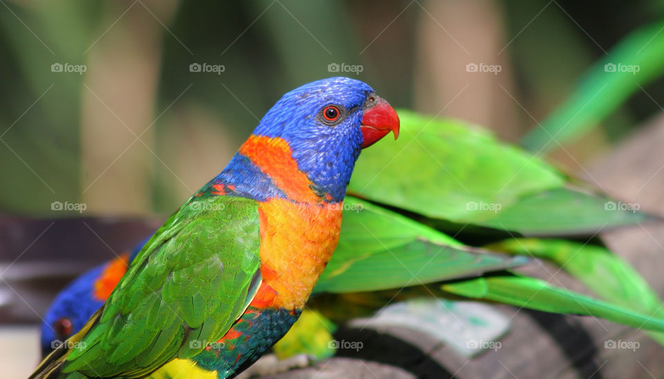 rainbow eye bird feathers by kshapley